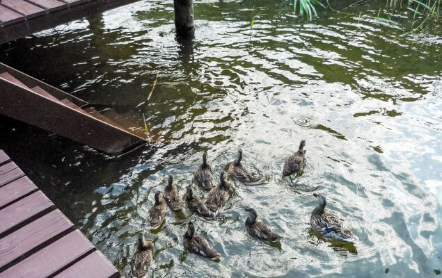 Bootshaus auf dem See - Photo 13